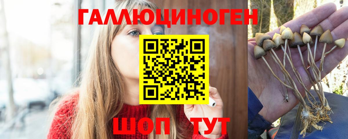 наркотики  Вход с VPN  Зеленокумск  Псилоцибиновые грибы Cubensis 